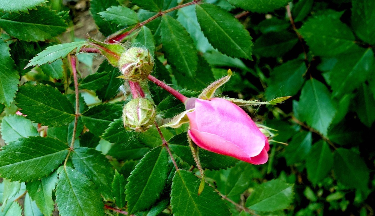 夏日花儿朵朵美