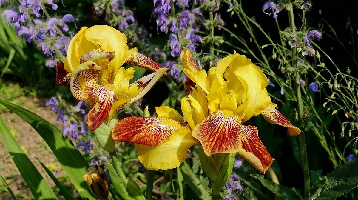 夏日花儿朵朵美