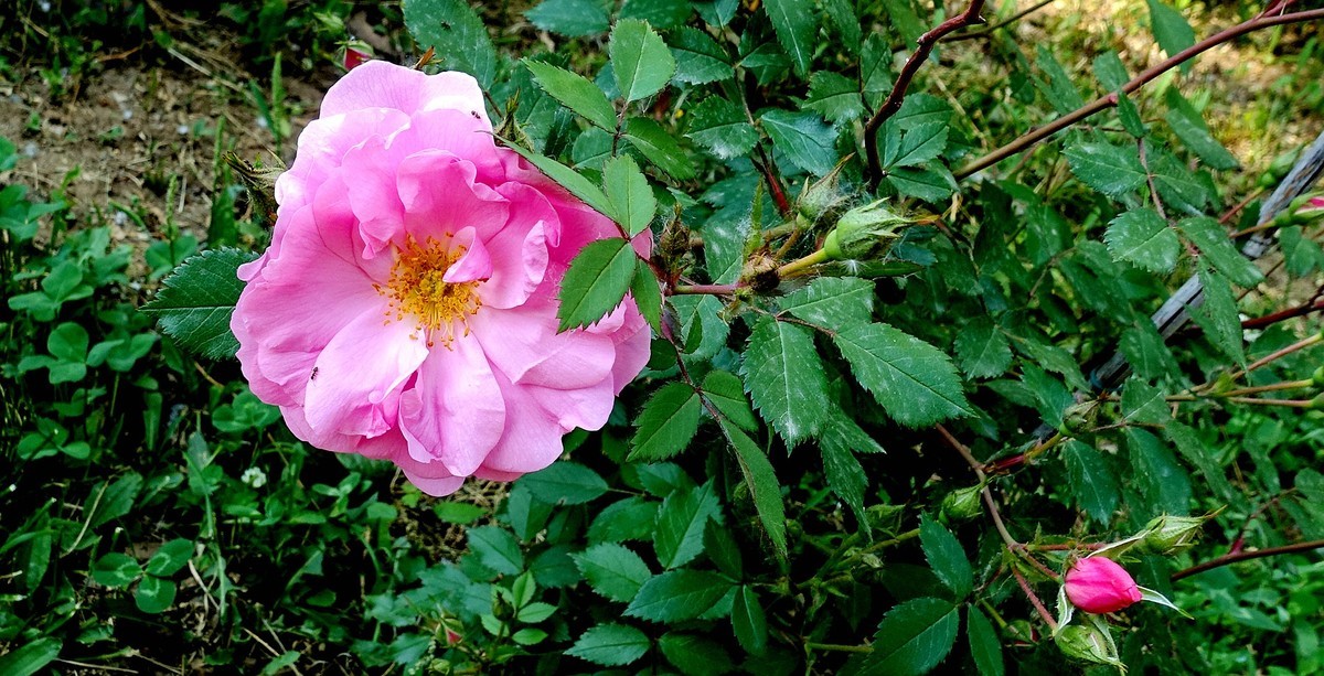 夏日花儿朵朵美