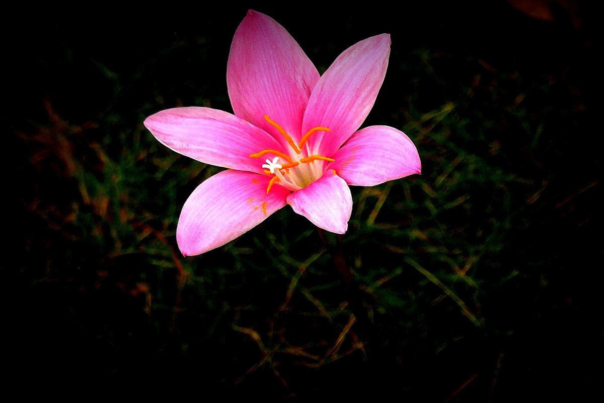 小花：三角公园（完）