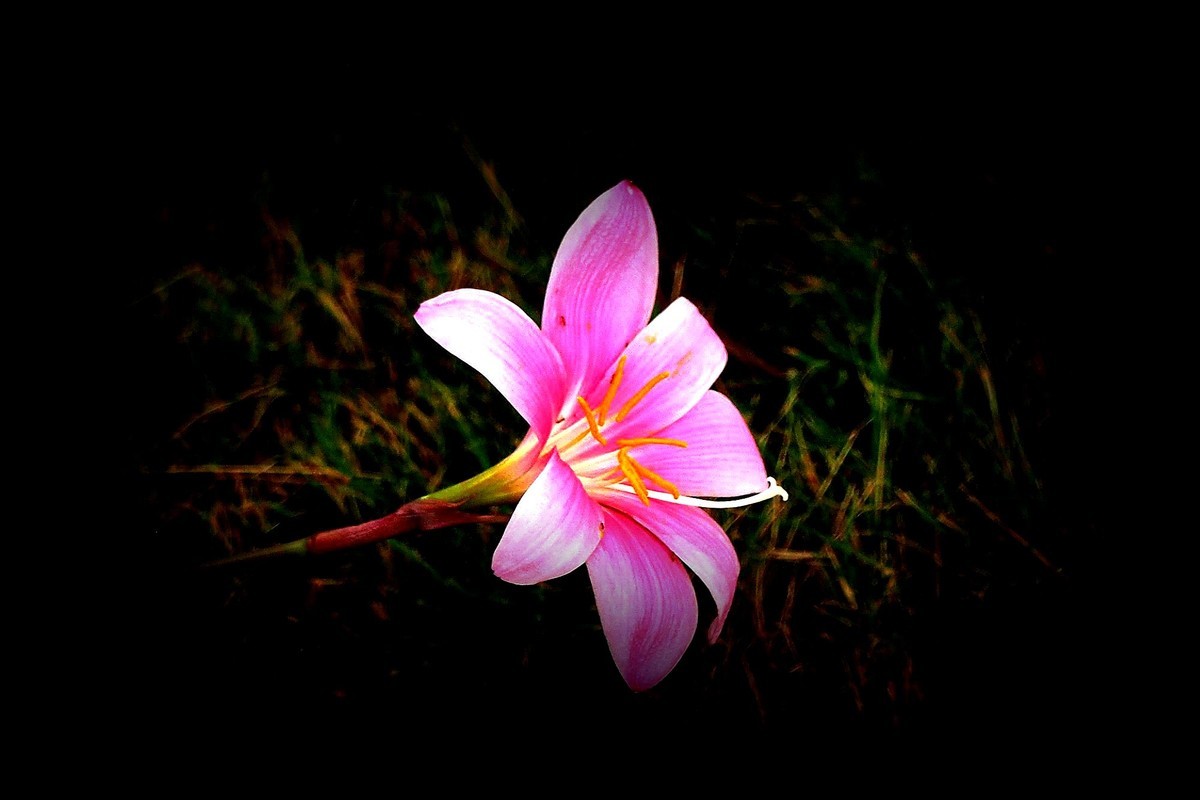 小花：三角公园（完）