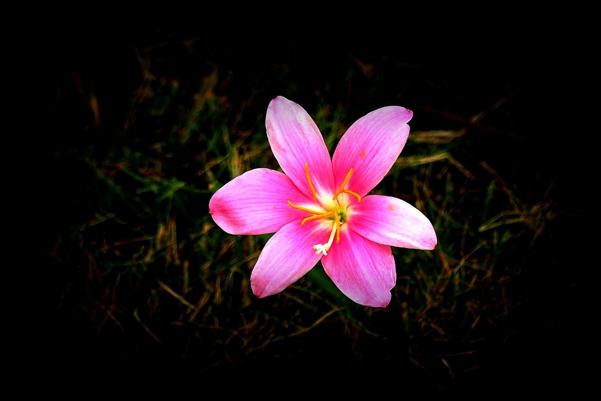 小花：三角公园（完）