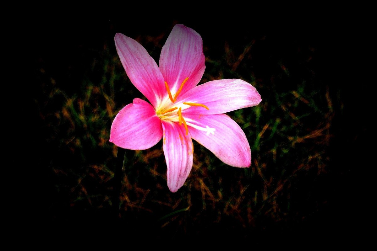 小花：三角公园（完）