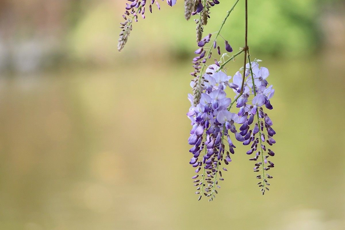 紫藤 【十二】2025.139