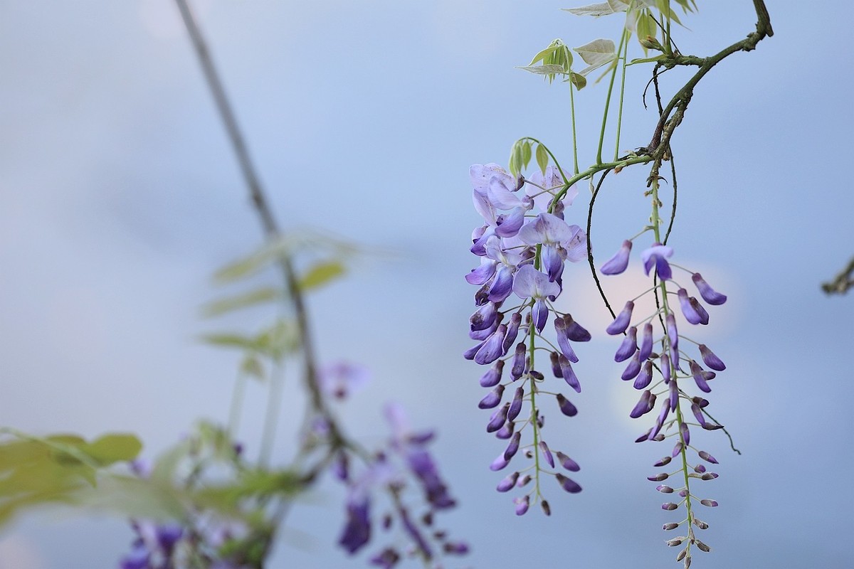 紫藤 【十二】2025.139