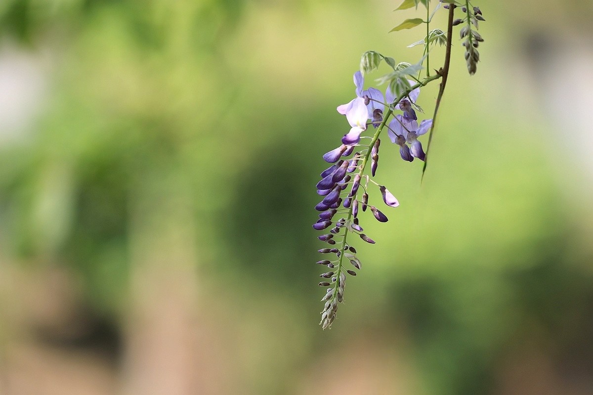 紫藤 【十二】2025.139