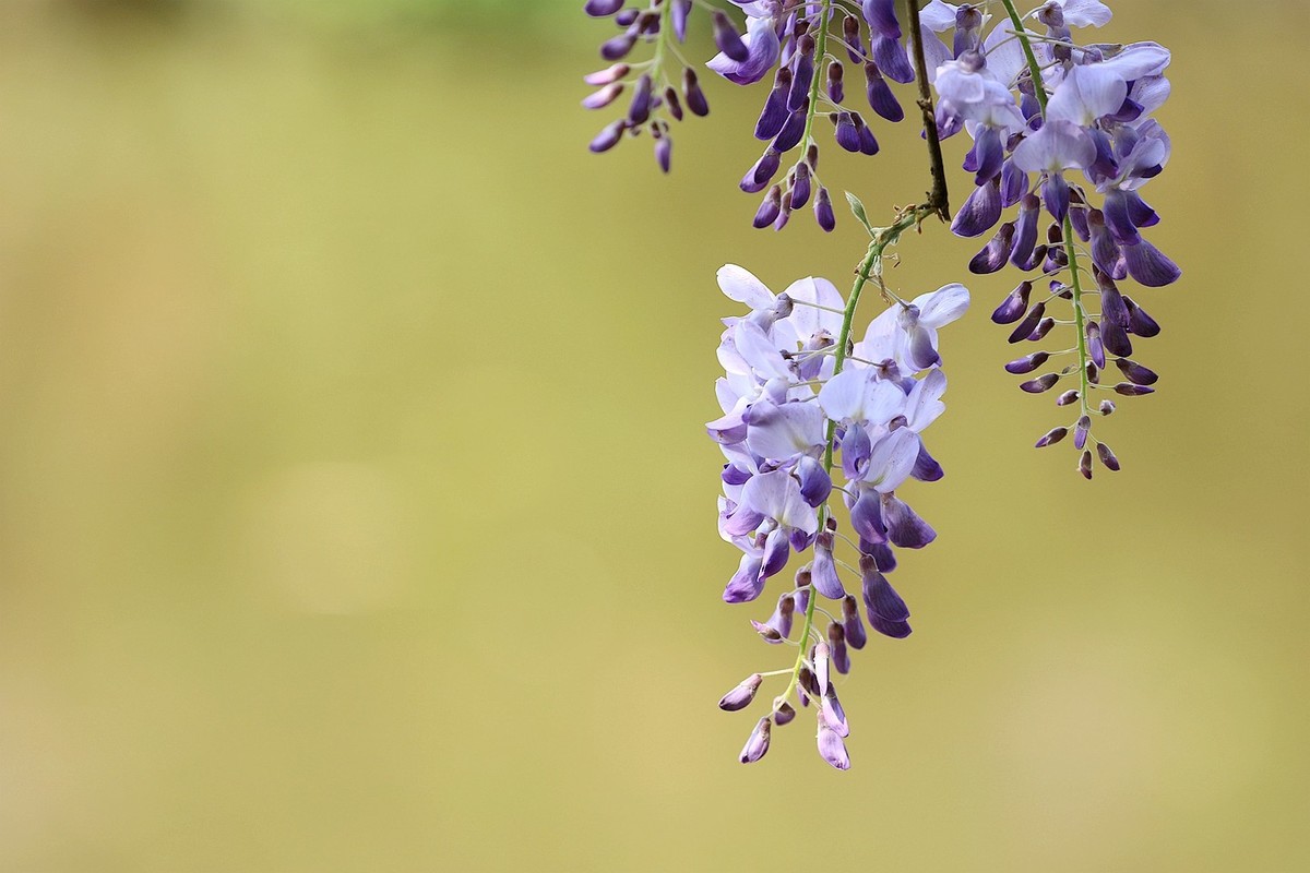 紫藤 【十二】2025.139