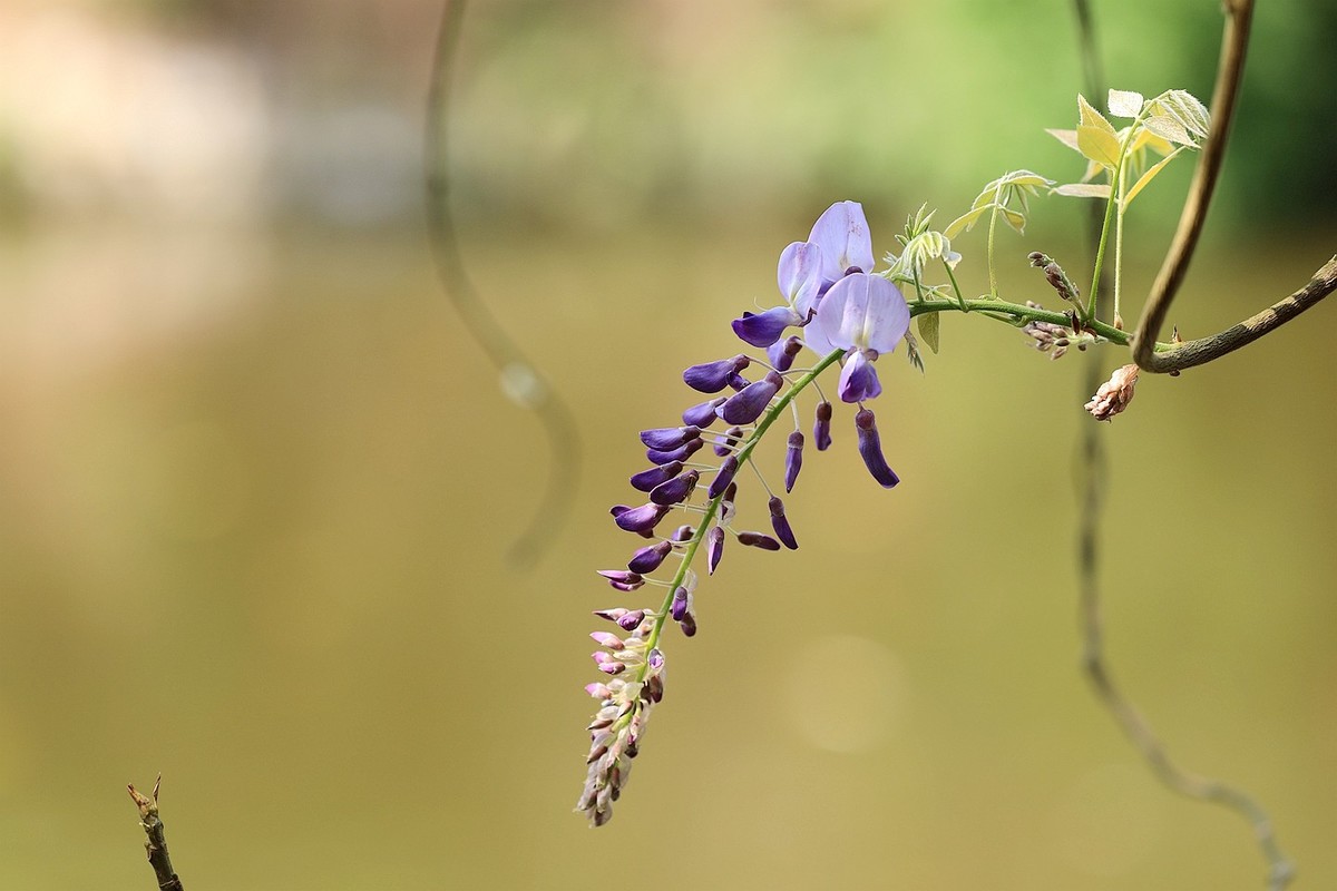 紫藤 【十二】2025.139