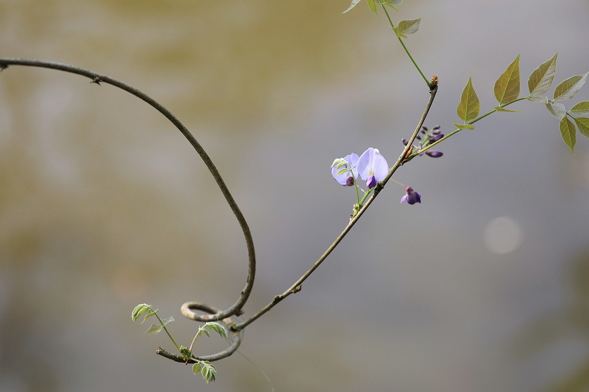 紫藤 【十二】2025.139