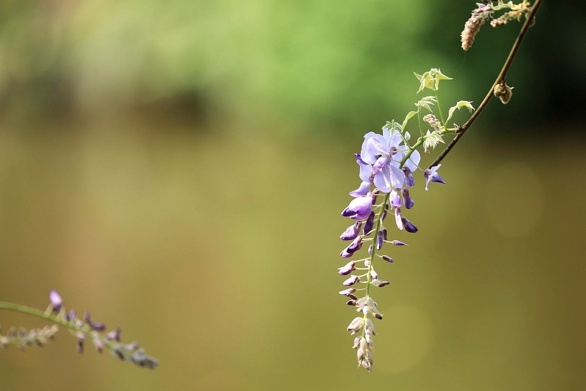 紫藤 【十二】2025.139