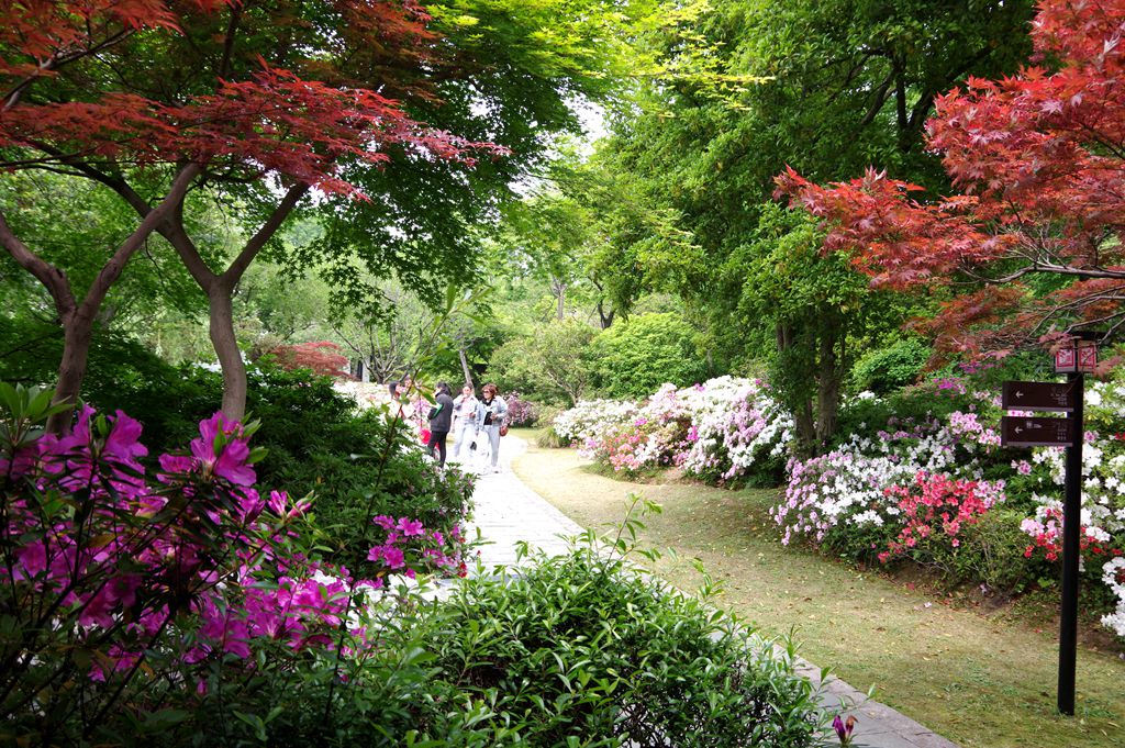 公园拍摄杜鹃花