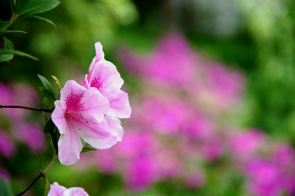 公园拍摄杜鹃花