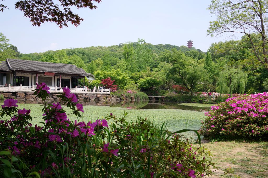 公园拍摄杜鹃花