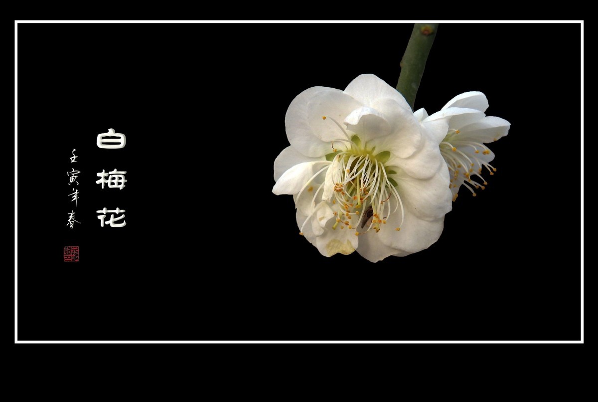如冰似雪的白梅花