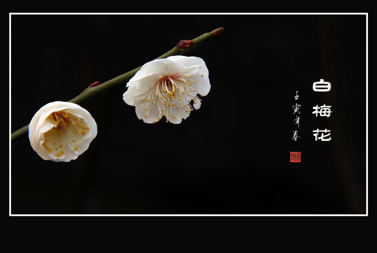 如冰似雪的白梅花