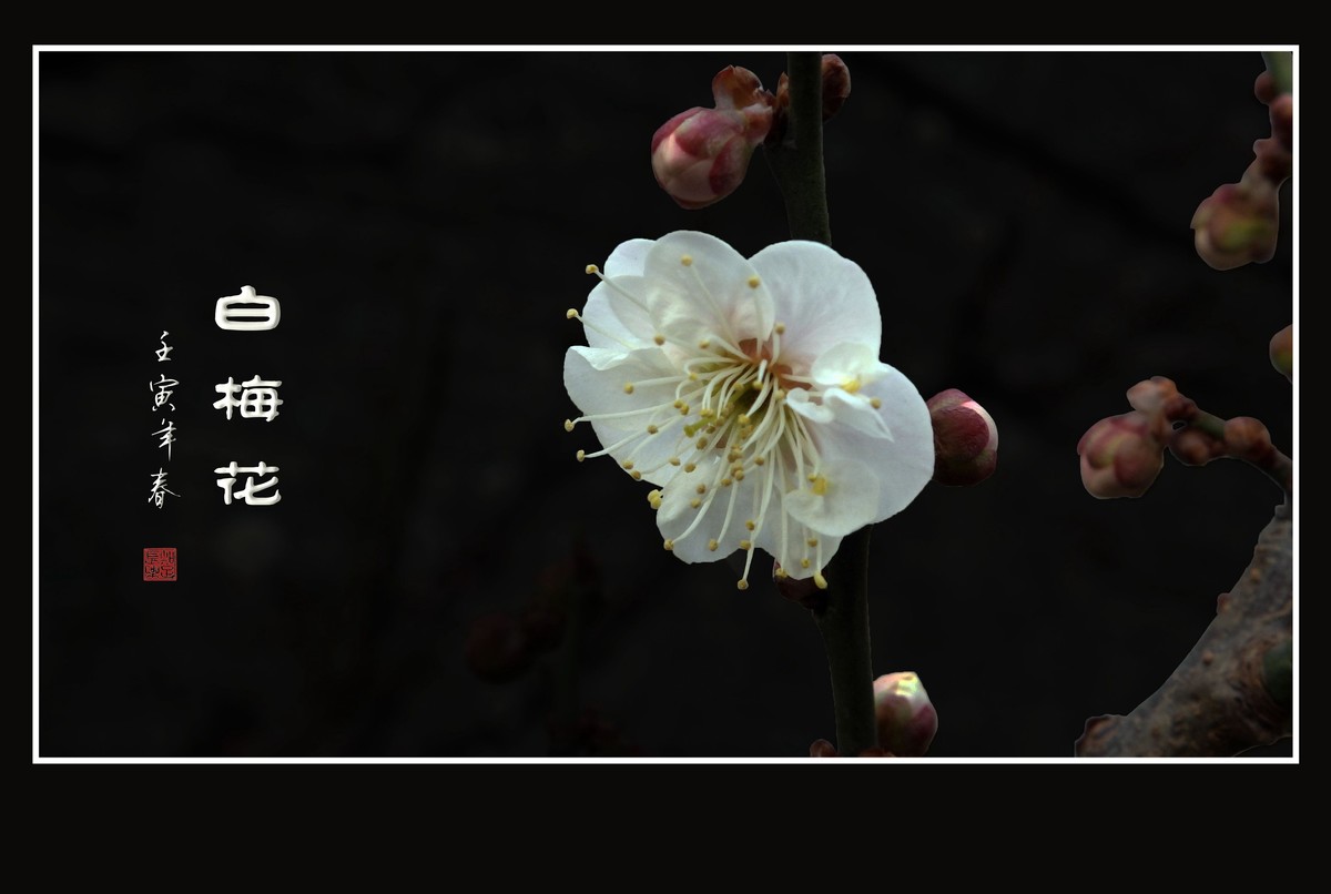 如冰似雪的白梅花