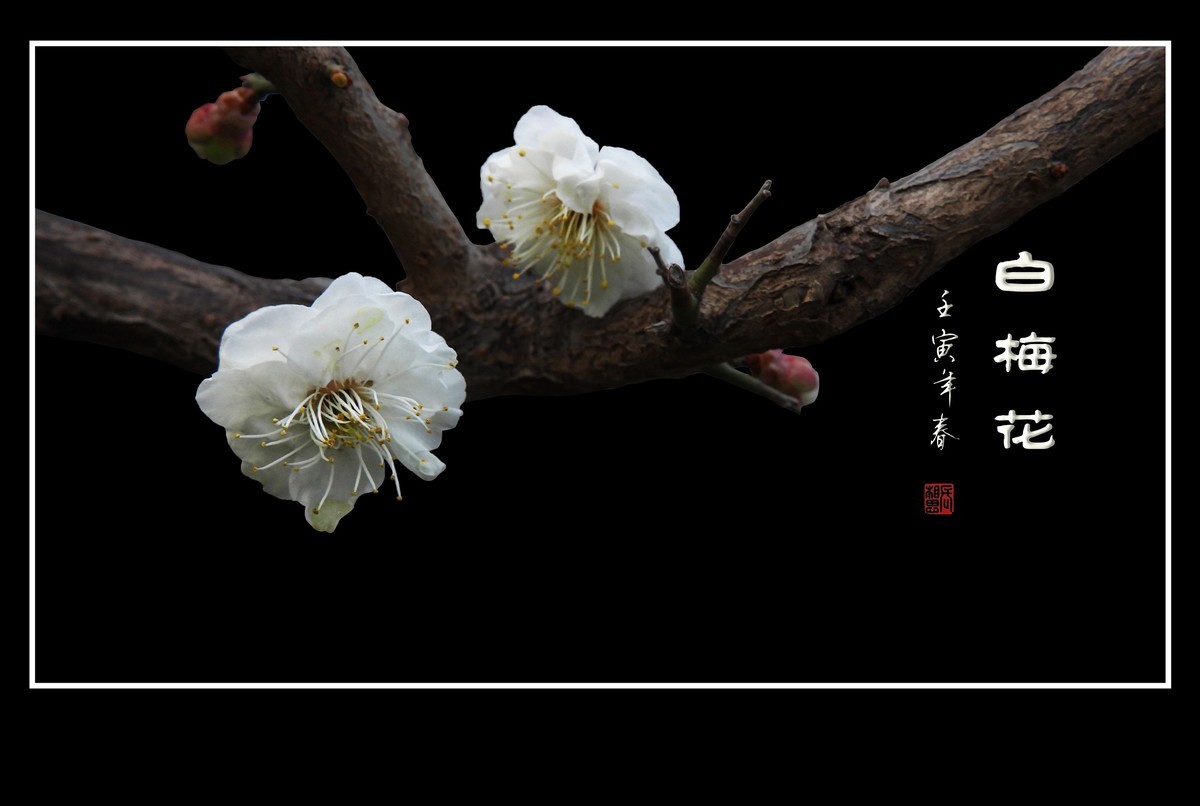 如冰似雪的白梅花