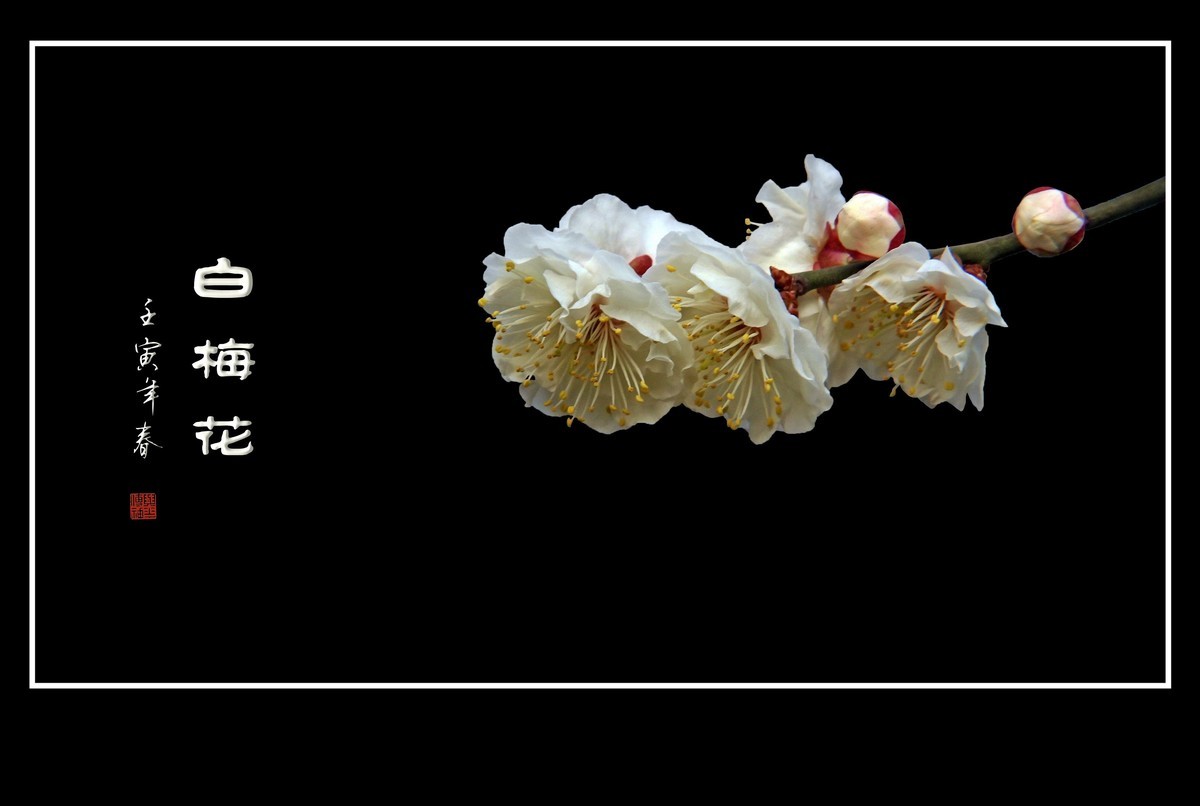 如冰似雪的白梅花