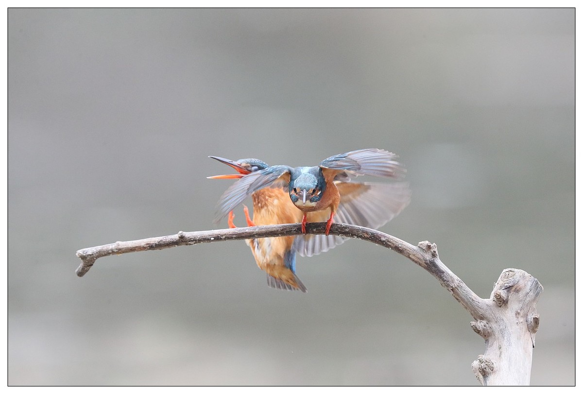 元宵节  情窦初开的小翠
