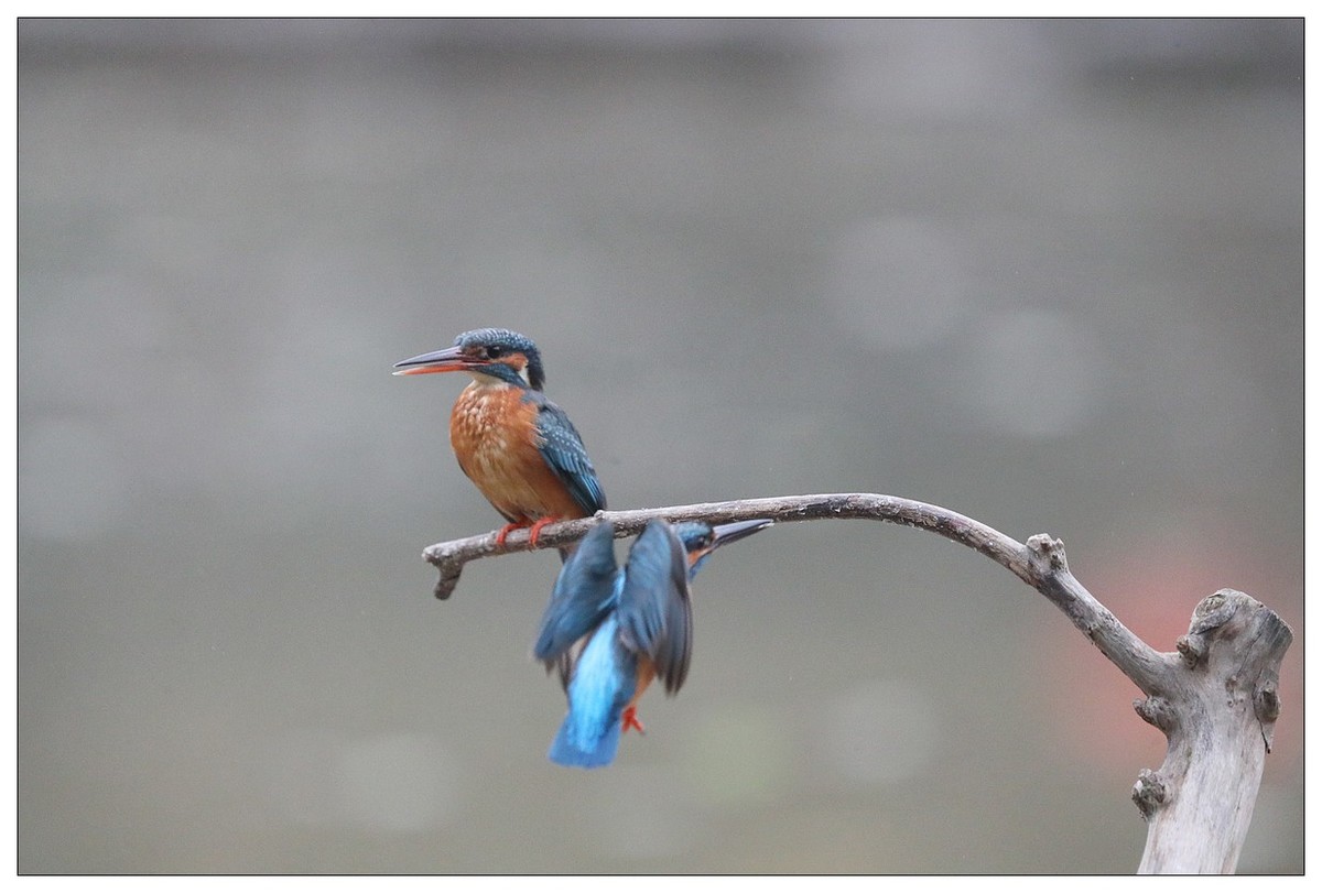 元宵节  情窦初开的小翠