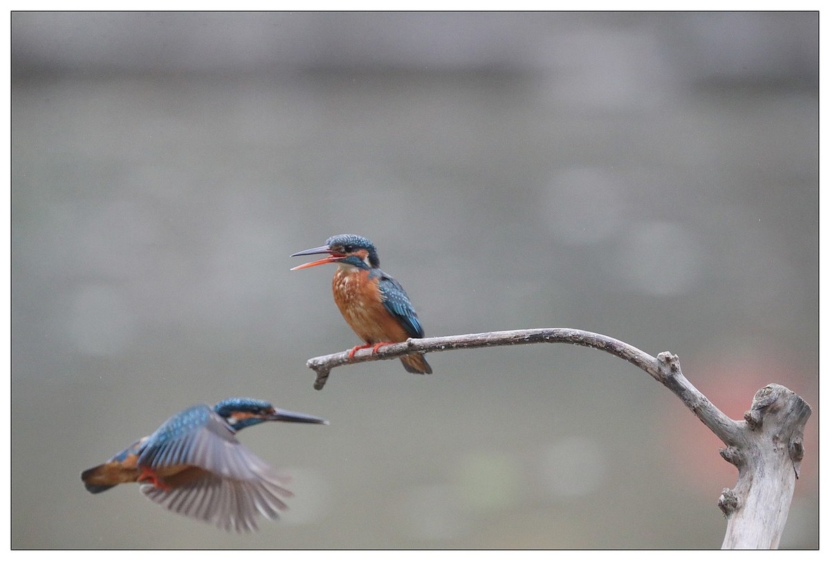 元宵节  情窦初开的小翠