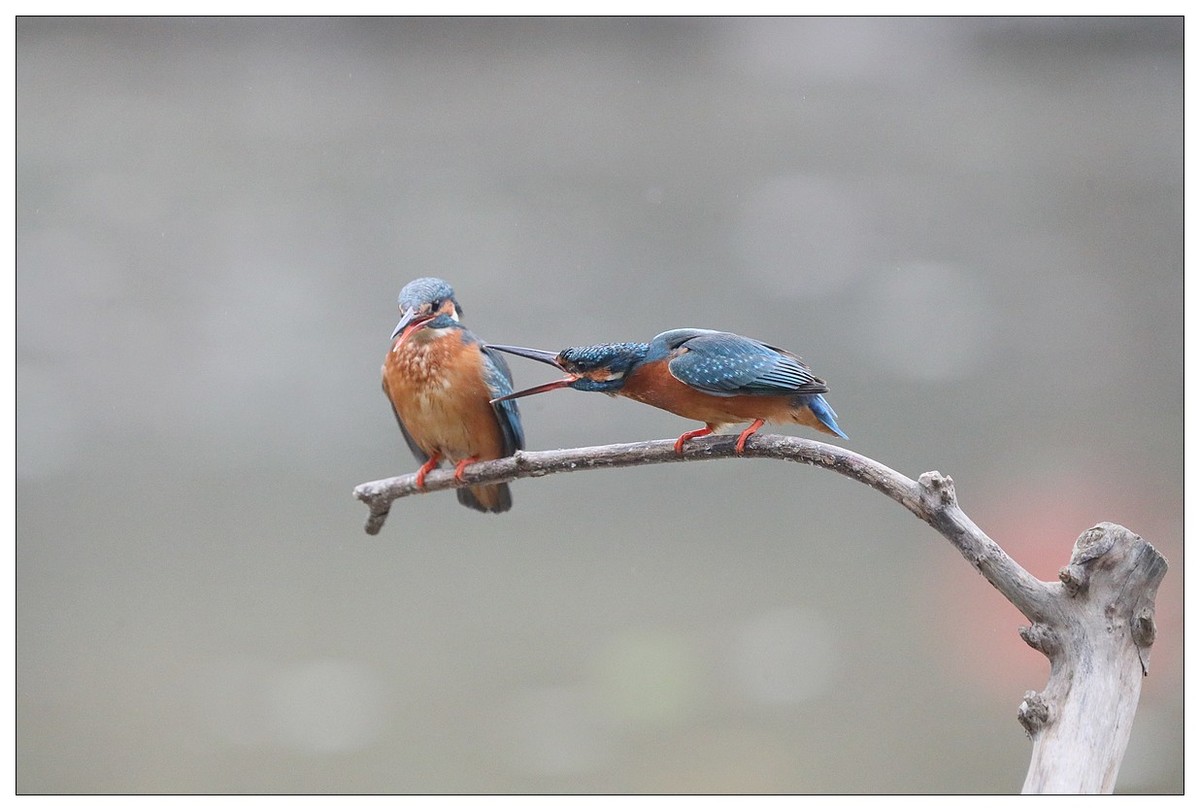 元宵节  情窦初开的小翠