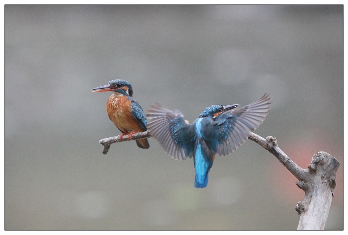元宵节  情窦初开的小翠