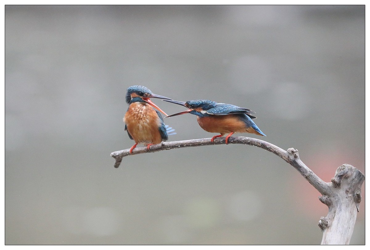 元宵节  情窦初开的小翠