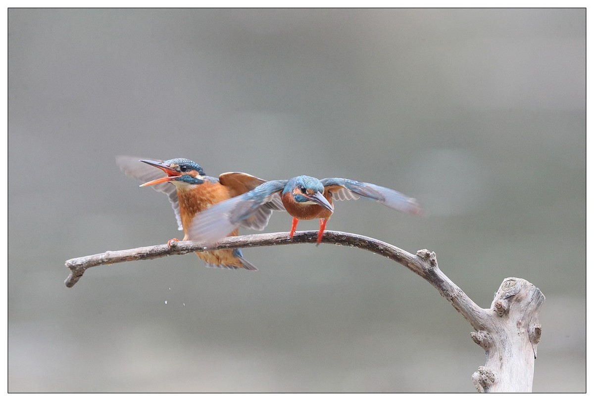 元宵节  情窦初开的小翠