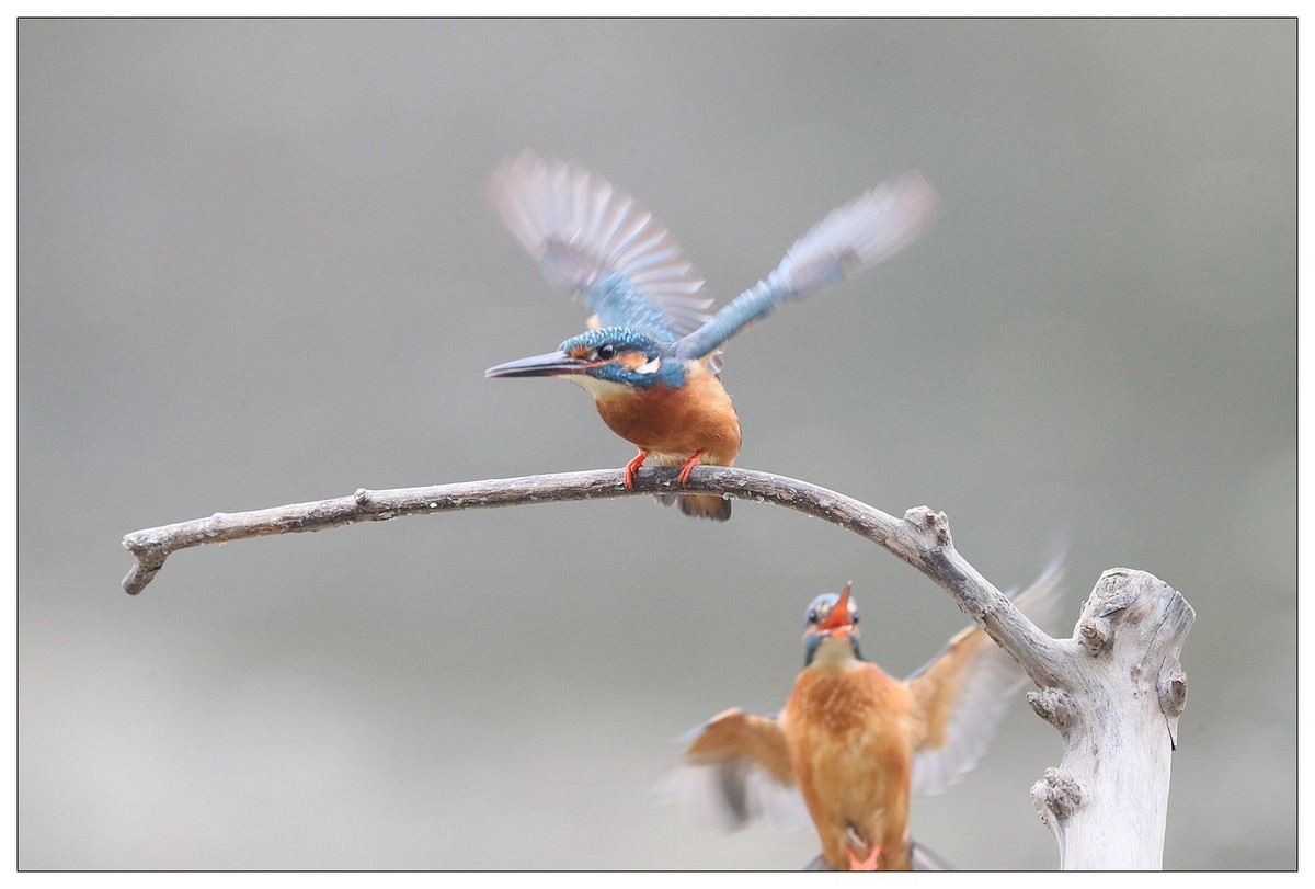 元宵节  情窦初开的小翠