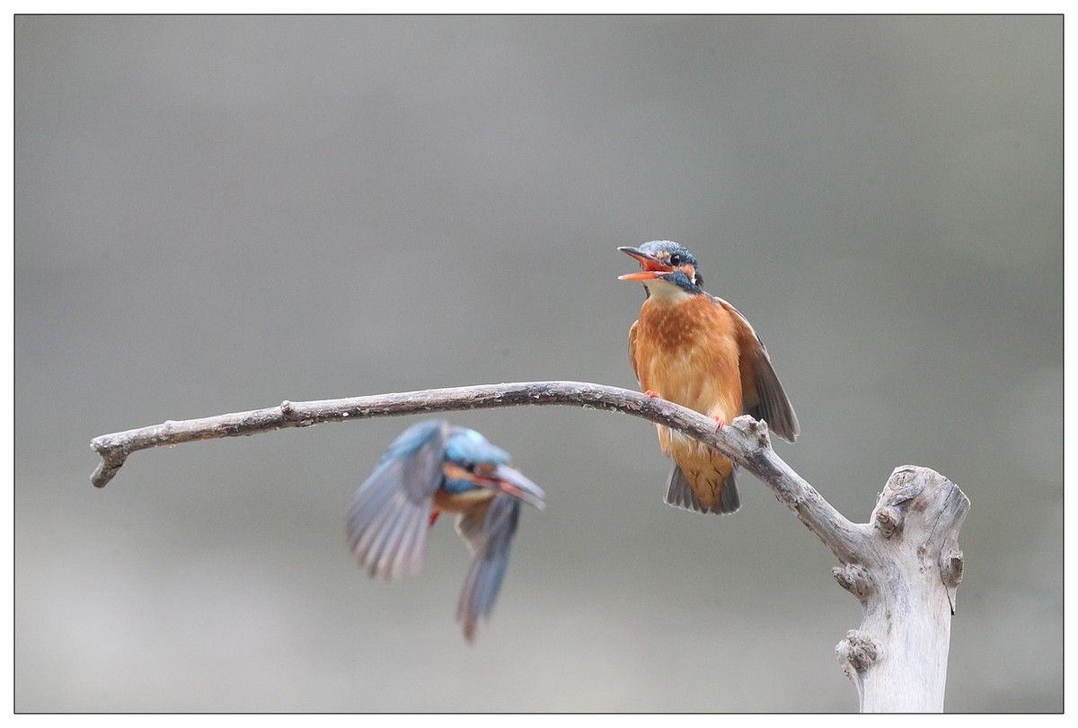元宵节  情窦初开的小翠