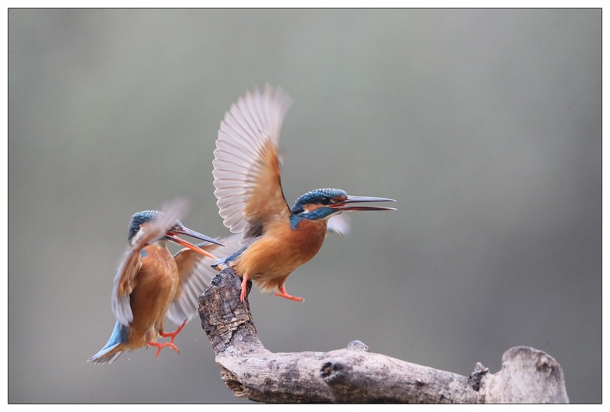 元宵节  情窦初开的小翠