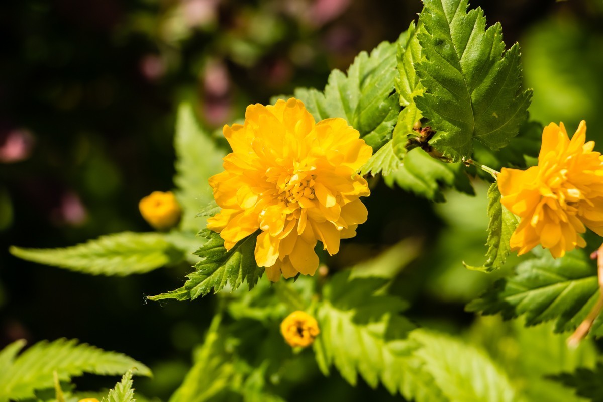 【镜头里】第1499号：棣棠花（二）