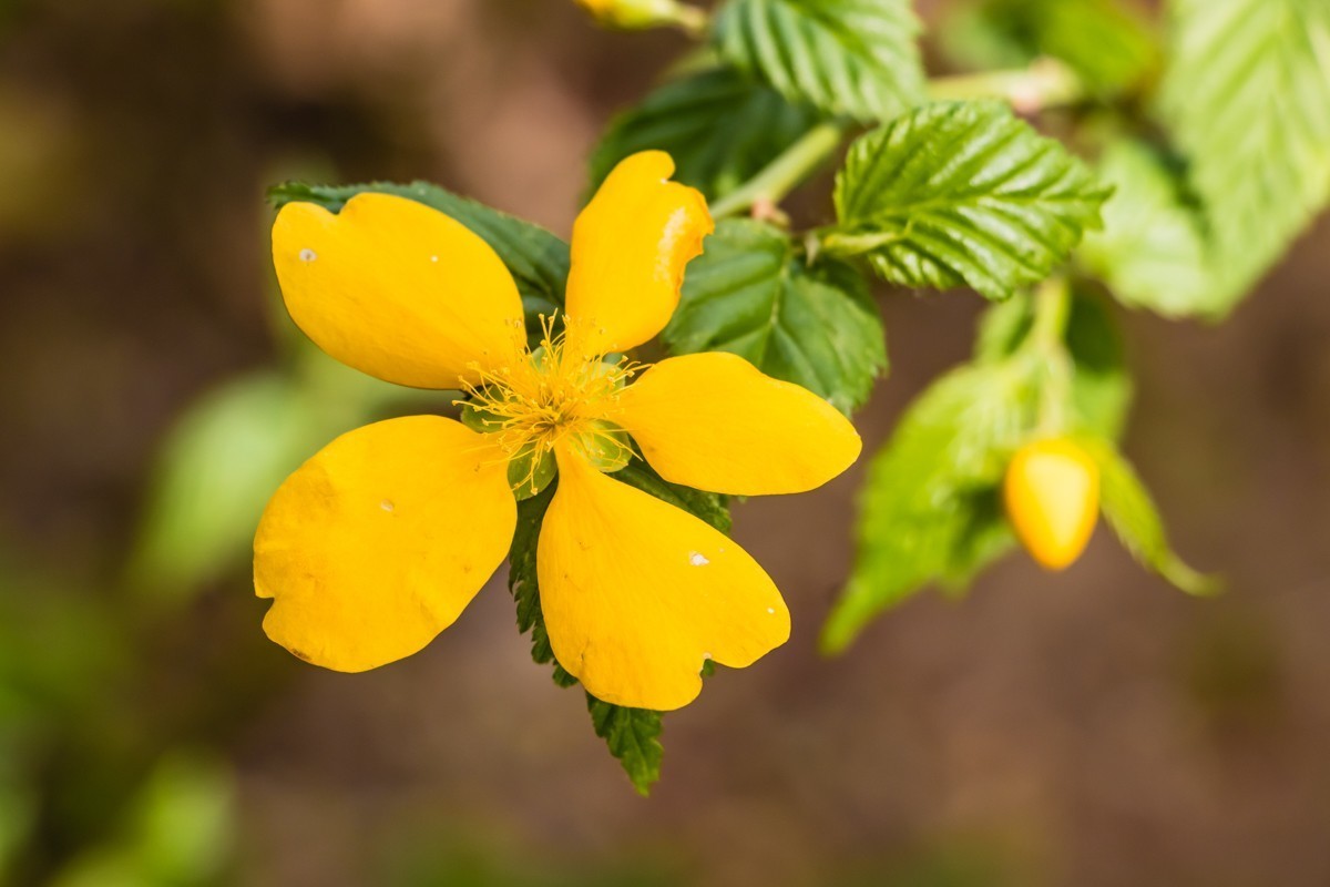 【镜头里】第1499号：棣棠花（二）