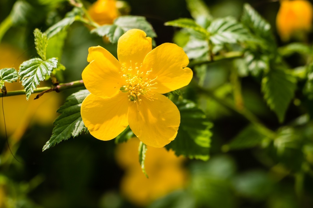 【镜头里】第1499号：棣棠花（二）