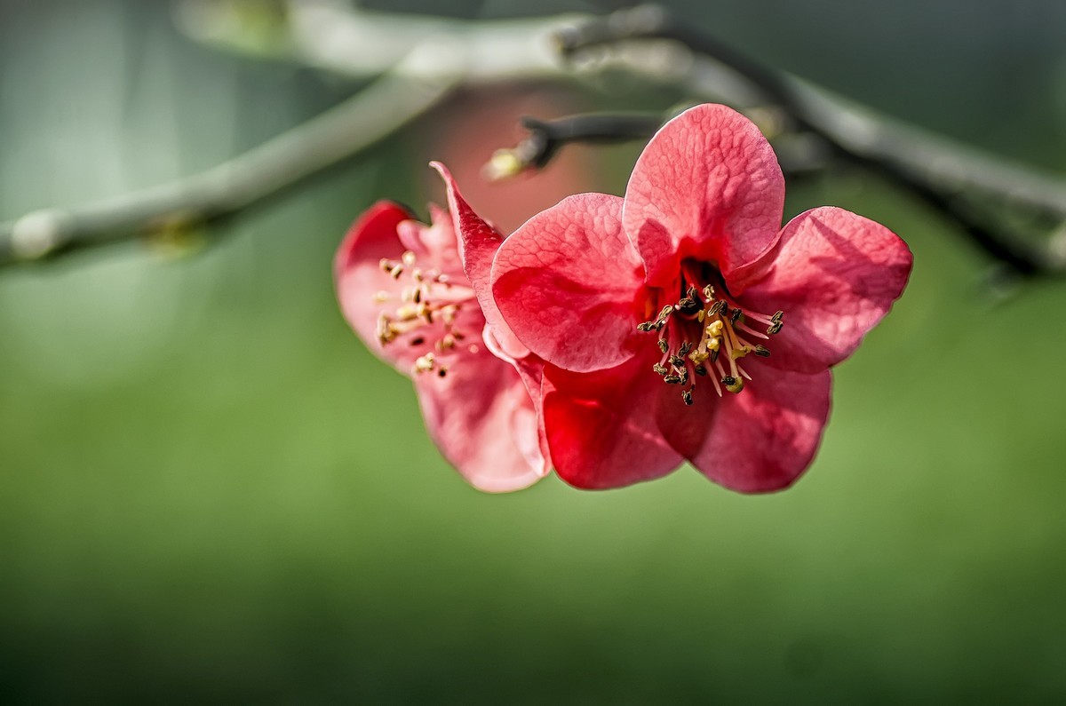 海棠闹春  龙年吉祥