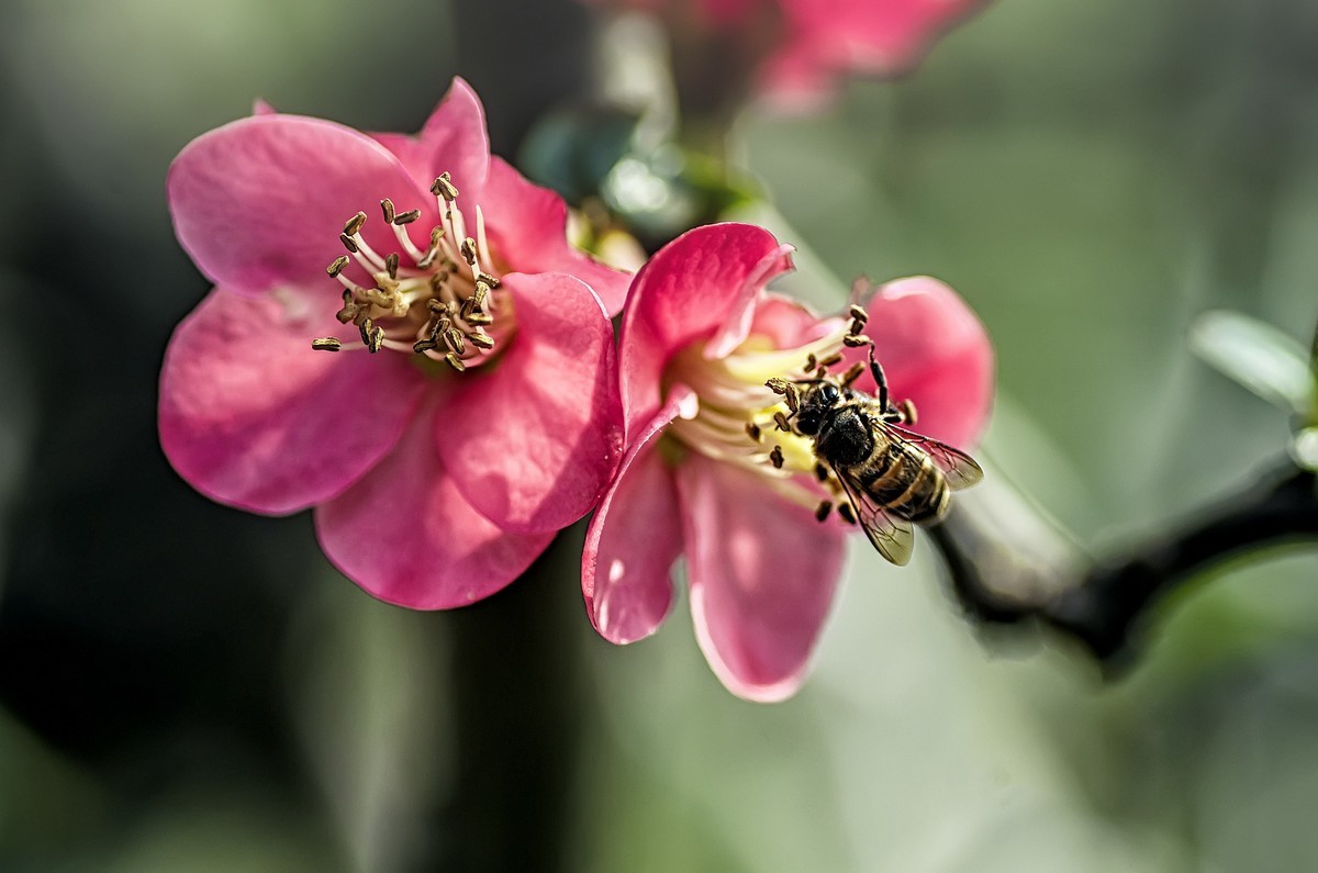 海棠闹春  龙年吉祥