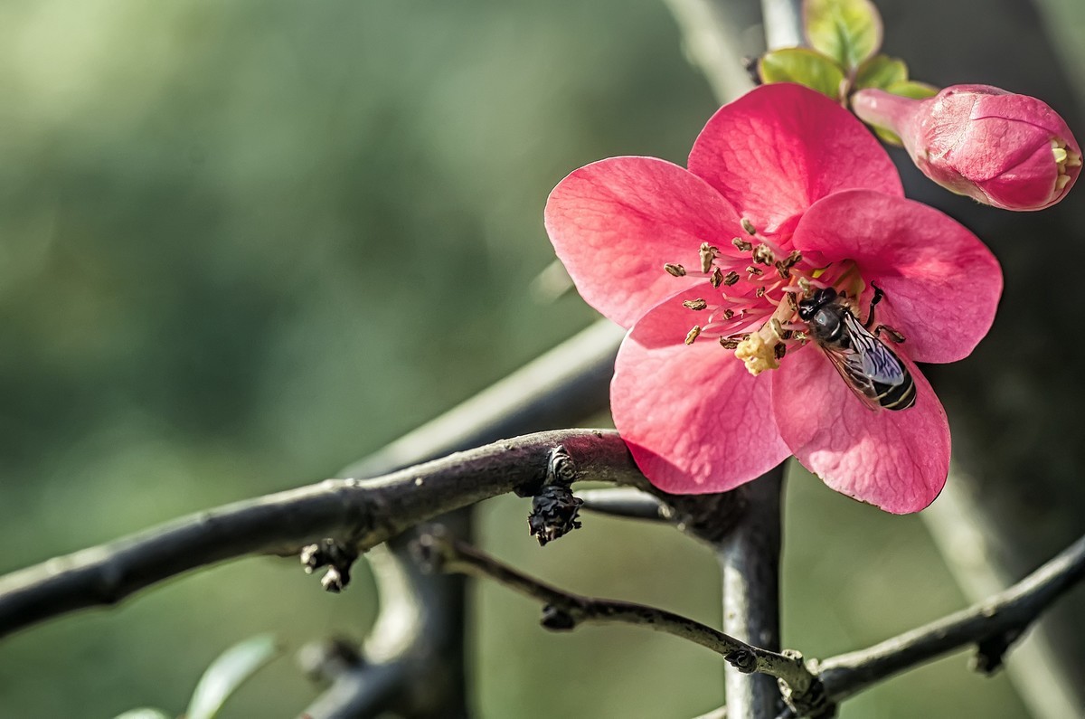 海棠闹春  龙年吉祥