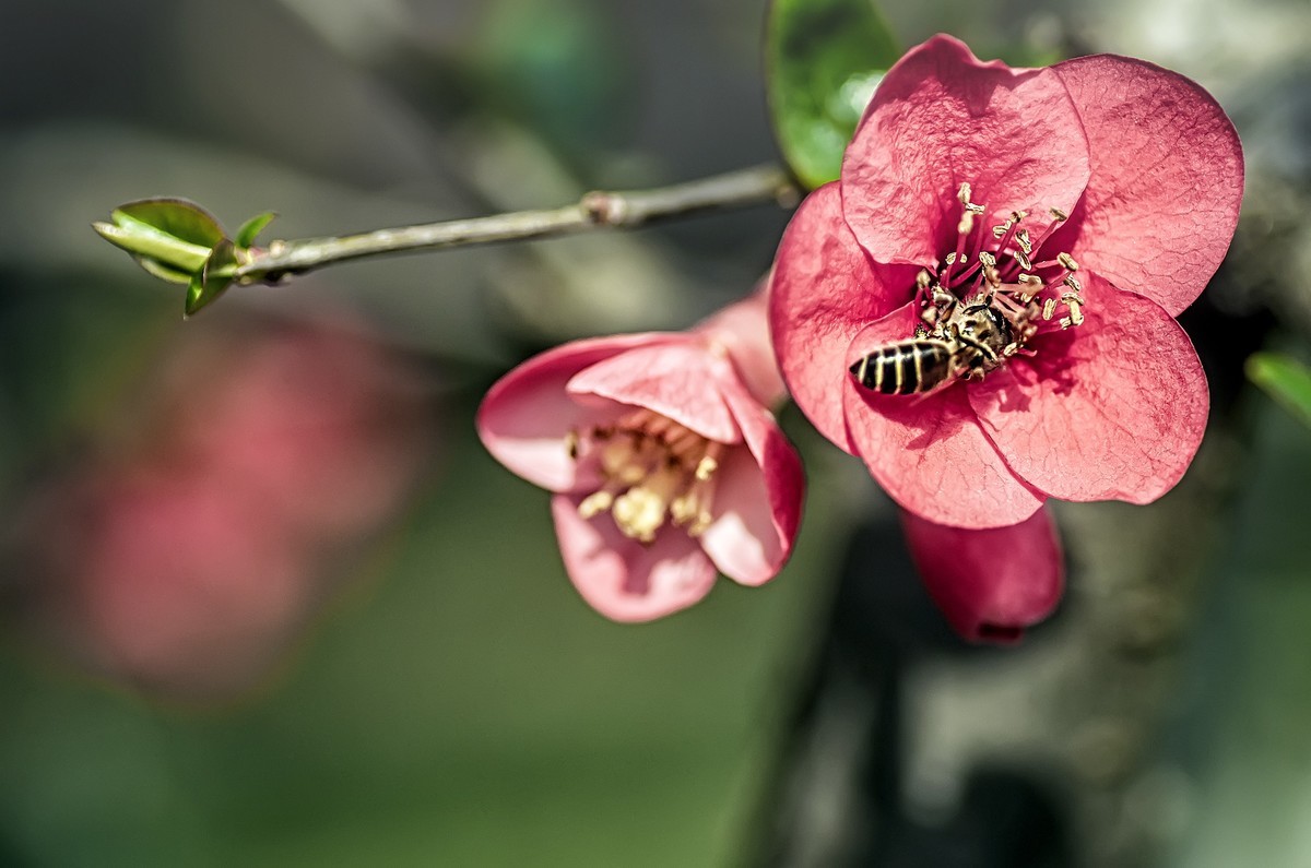 海棠闹春  龙年吉祥