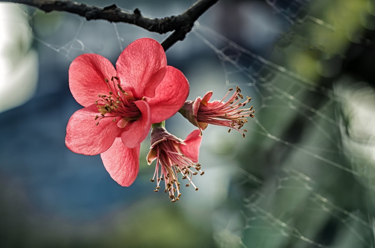 海棠闹春  龙年吉祥