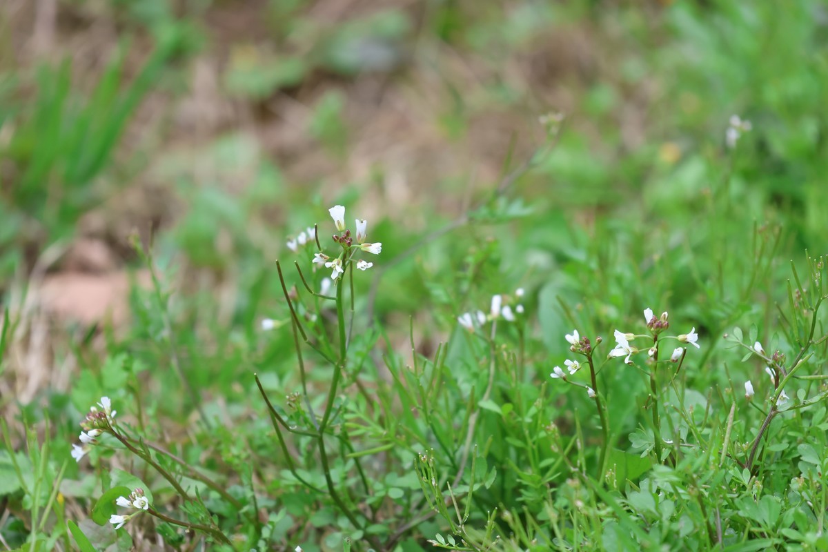 R10换R7，18-150套头试拍（高感还能接受）