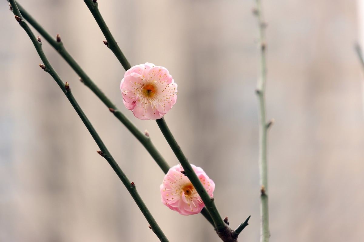 R10换R7，18-150套头试拍