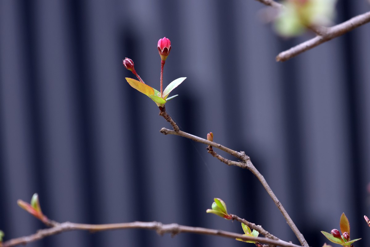 R10换R7，18-150套头试拍