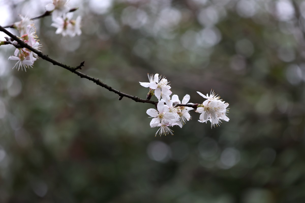 R10换R7，18-150套头试拍