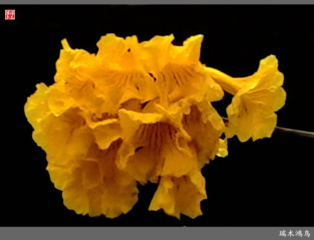 【印象潮汕】2.二月二龙抬头，一不小心到潮州