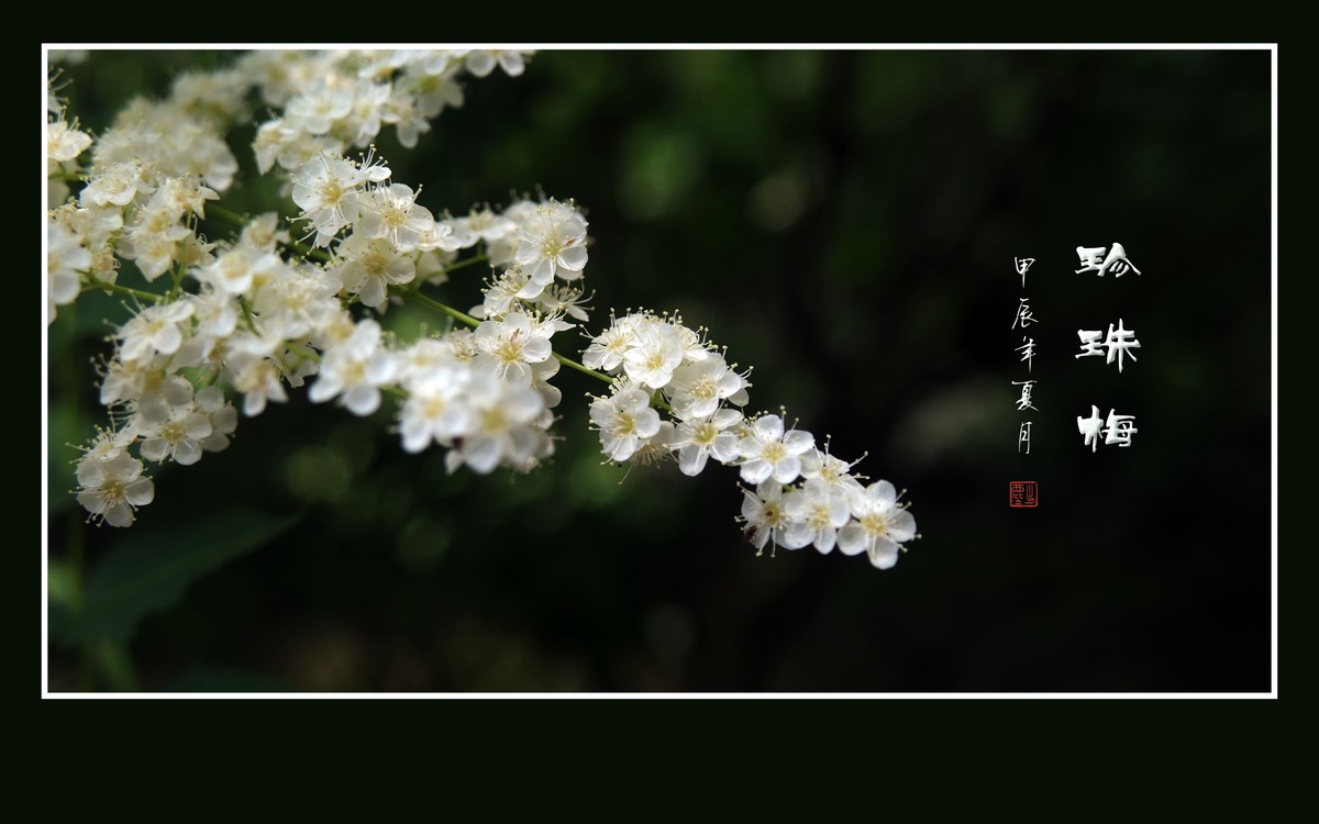 花蕾圆圆似珍珠的珍珠梅