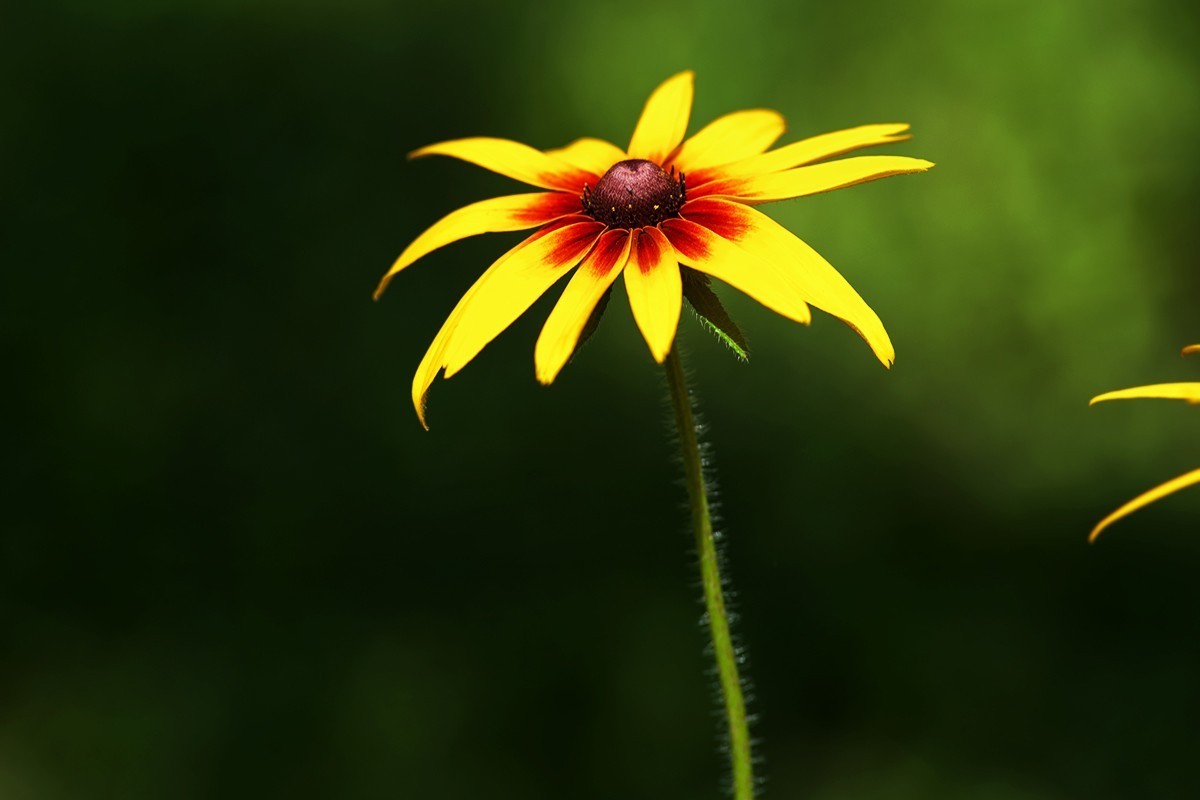 街头公园中的小草菊