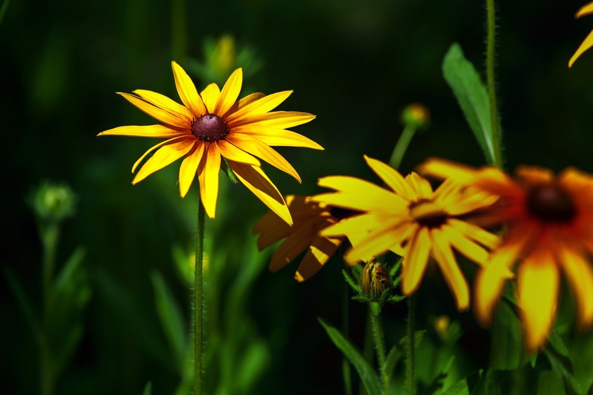 街头公园中的小草菊