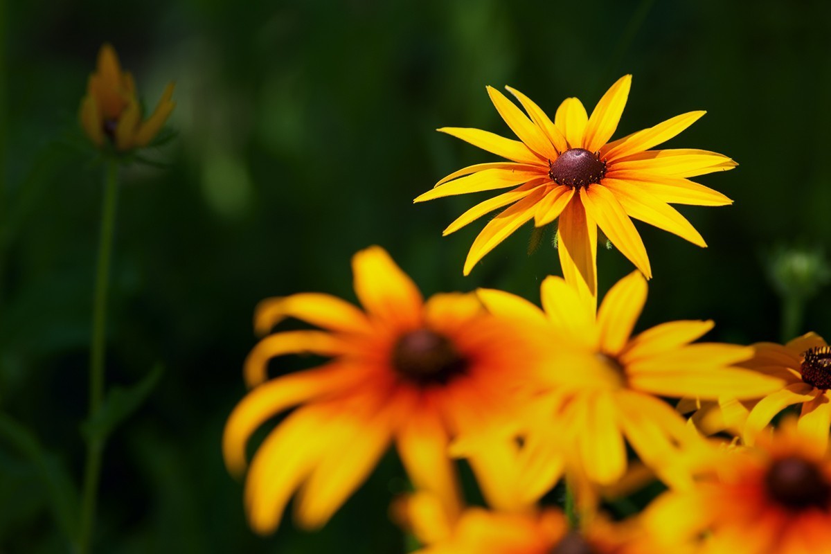 街头公园中的小草菊