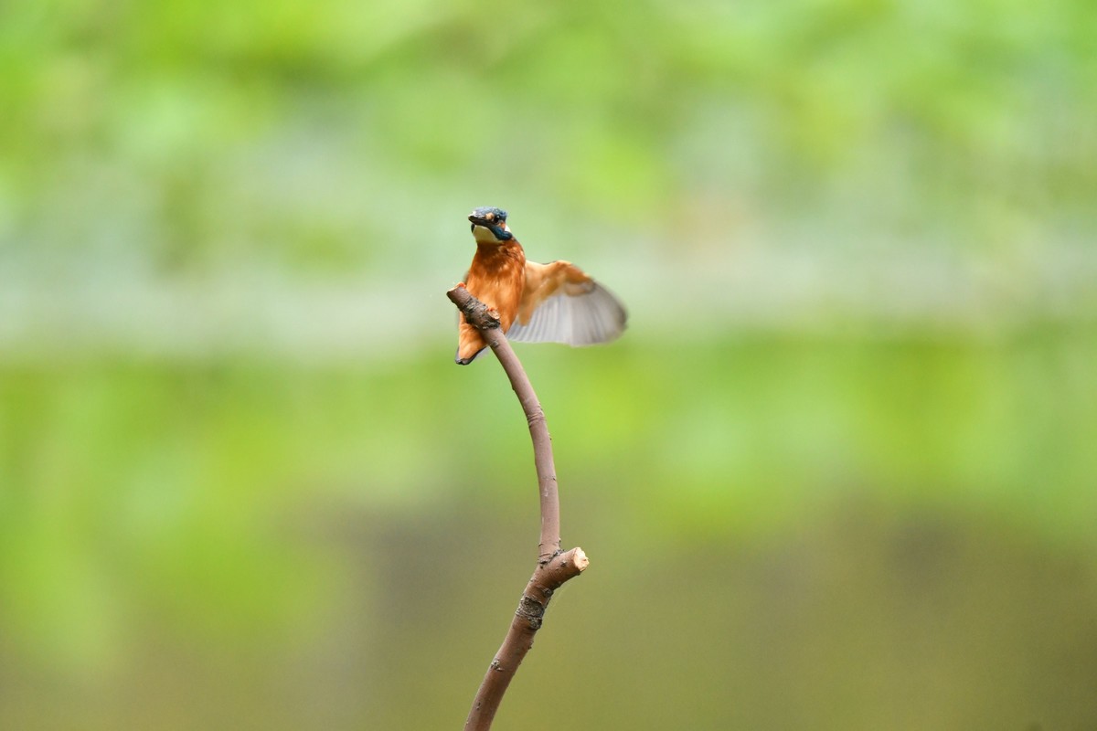 【鸟趣】可爱的普通翠鸟